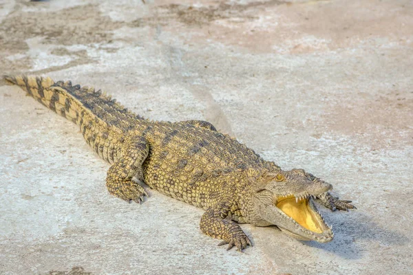 Crocodile djur natur — Stockfoto