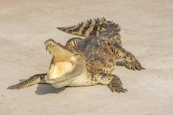 Krokodyl natura — Zdjęcie stockowe