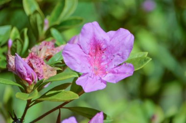 Ormangülü güzel ağaç