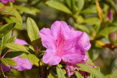 Ormangülü güzel ağaç