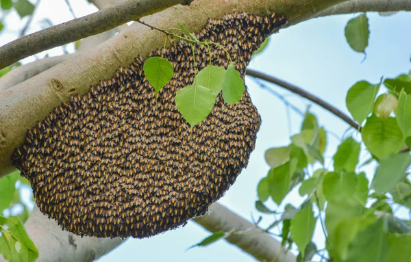 Bee animal   tree