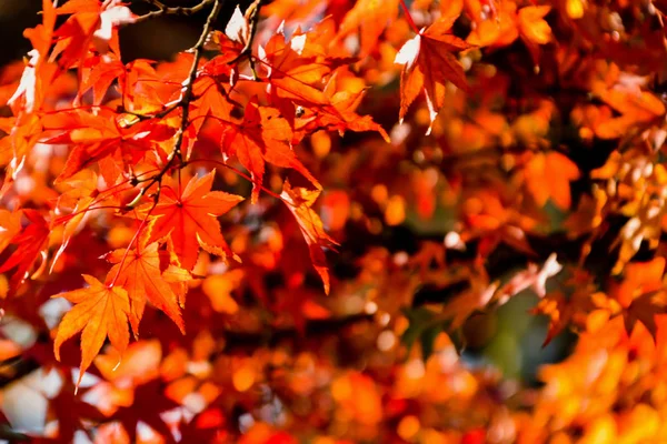 Foglie Acero Rosso Autunno — Foto Stock