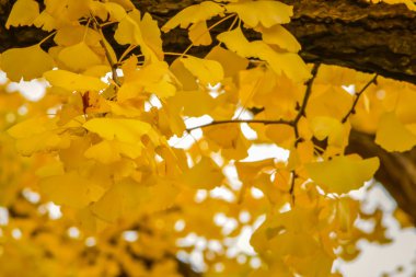 Ginkgo Çin'in Doğu'dan kaynaklanan bir bitkidir. (Dağ Shanghai batısında) erkek ayrılır ve kadın benzer iki loblari ayrılmış pervane kanatları.