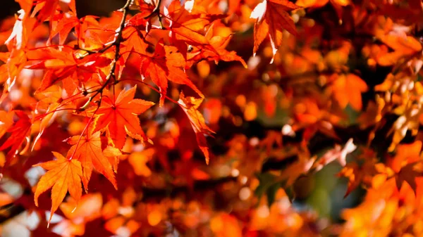 Röda Lönnlöv Hösten — Stockfoto