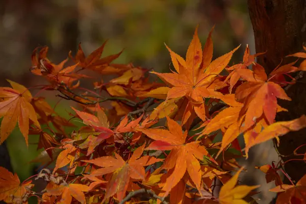 Червоний Кленове Листя Восени Японії — стокове фото