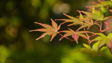 Kırmızı akçaağaç yaprakları sonbaharda Japonya'da.