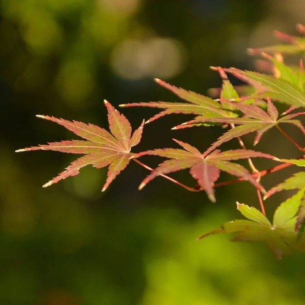 Червоний Кленове Листя Восени Японії — стокове фото