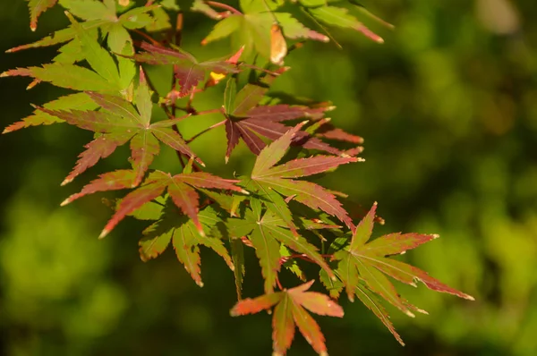 Folhas Bordo Vermelho Outono Japão — Fotografia de Stock