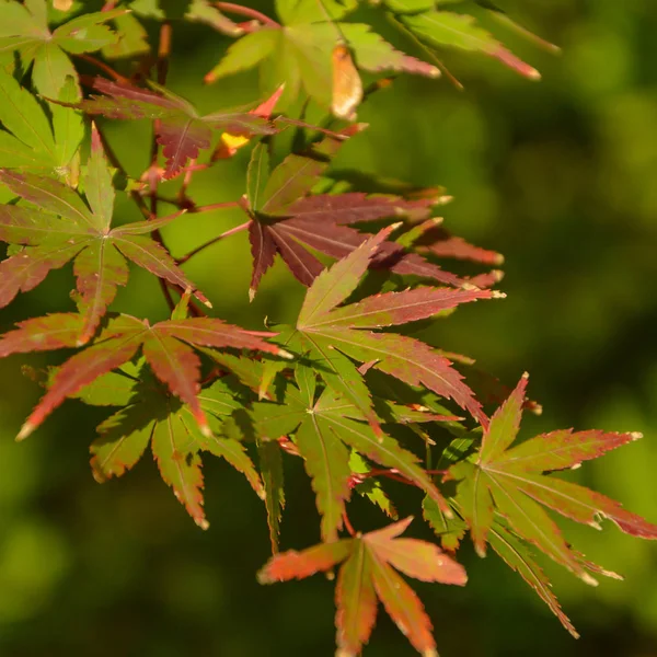 Red Maple leaves in Autumn in Japan.