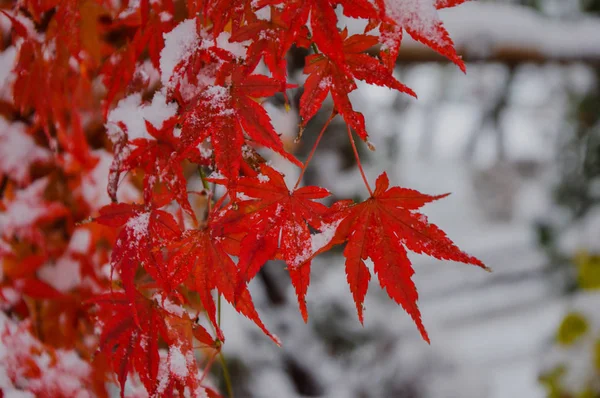 Foglie d'acero rosso in autunno. — Foto Stock