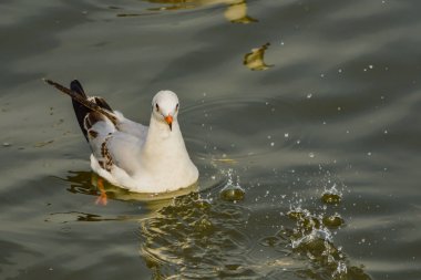 Martı kaçış kış bangpu Tayland Yaşam