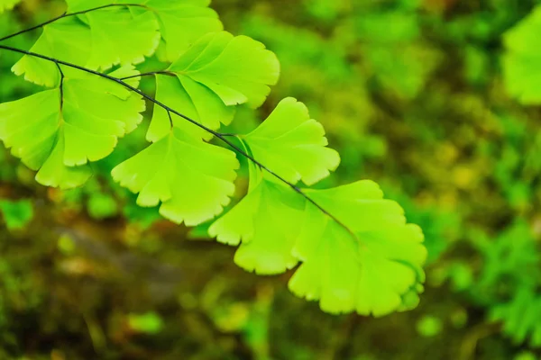 Black Rod Felce Originaria Dell America Tropicale Una Specie Infestante — Foto Stock