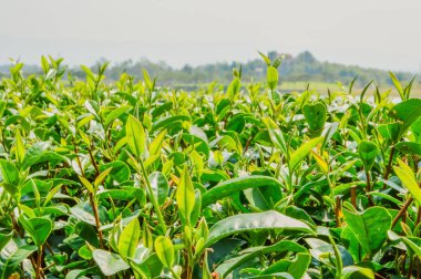 Taze çay yaprakları Tayland