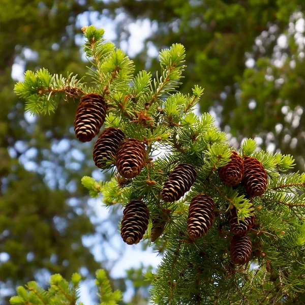 Κλάδος Fir Tree — Φωτογραφία Αρχείου