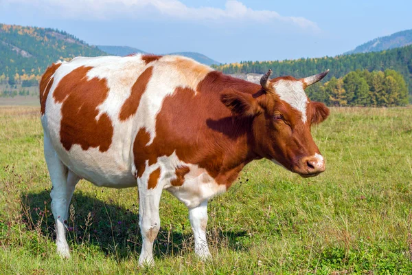 Vache sur un pâturage — Photo