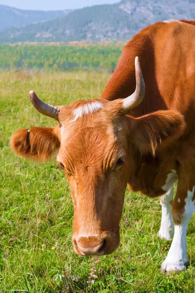 Red cow on a pasture — Stock Photo, Image