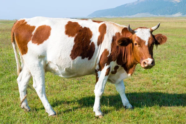 Vache sur un pâturage — Photo