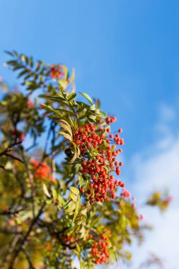 Bir dalda rowan üzümü 