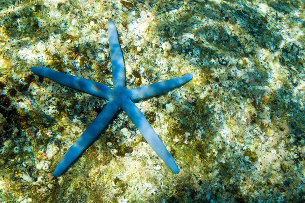 Estrela-do-mar azul no fundo do mar — Fotografia de Stock