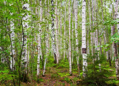 Huş ağacı orman yağmur sonra 
