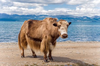 Göl kıyısında yak
