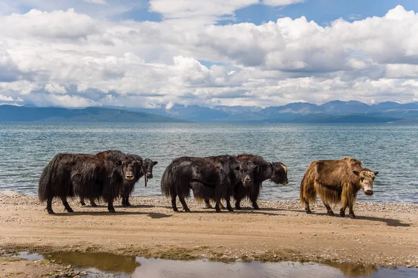 Yaks on the shore of lake — Stock Photo, Image