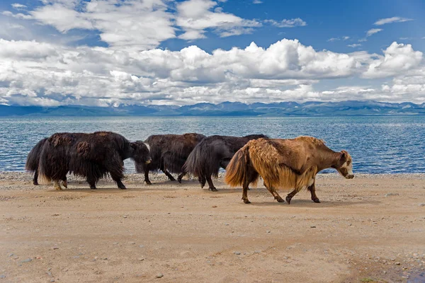 Yaks on the shore of lake — Stock Photo, Image