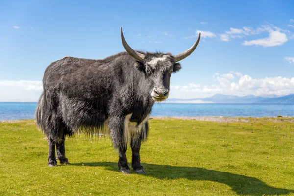 Yak tó partján — Stock Fotó