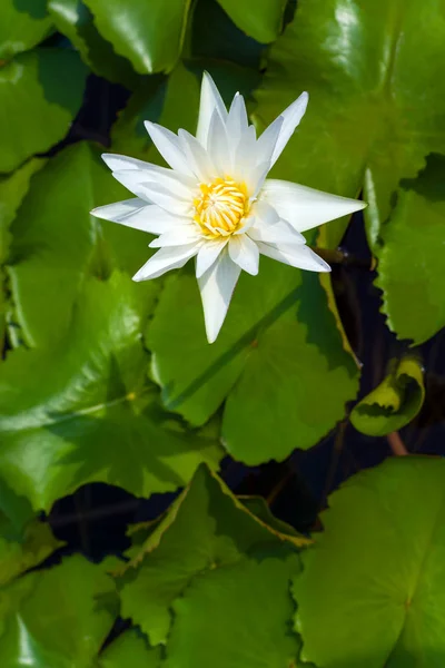 Beautiful blooming lotus — Stock Photo, Image