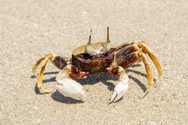 Kumlu bir plaj üzerinde küçük bir yengeç  