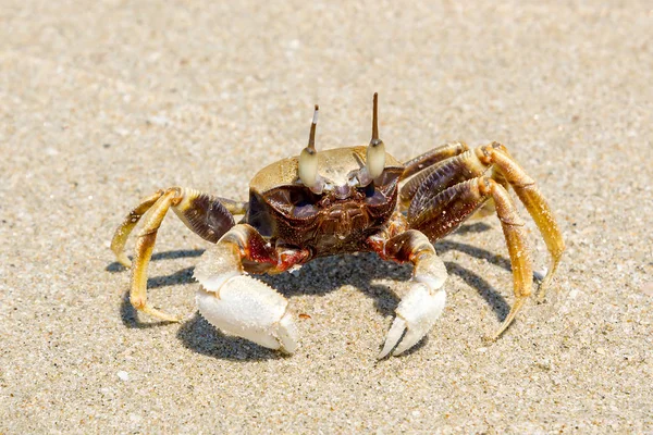 Kumlu bir plaj üzerinde küçük bir yengeç  