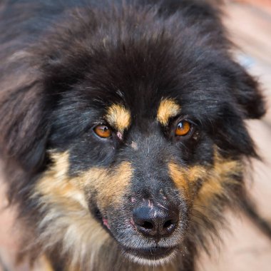  Kötü bir evsiz köpek portresi 