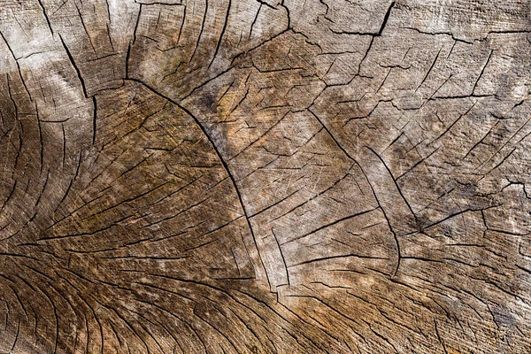 Розріз старого стовбура дерева — стокове фото
