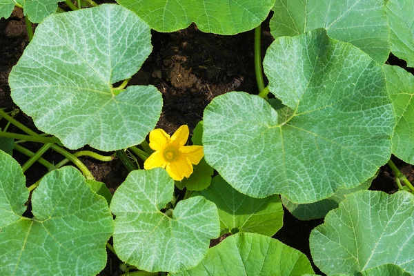Flower and leaves of pumpkin