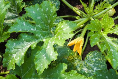Bir çiçek tomurcuk ile çalı kabak