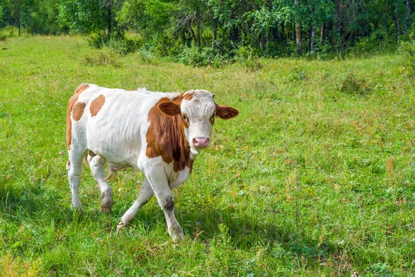 Jeune taureau sur une clairière — Photo