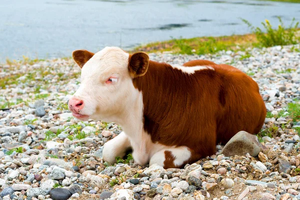 A calf resting on the shore — Stock Photo, Image