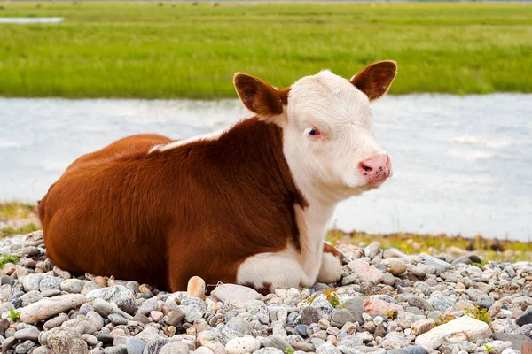 A calf resting on the shore — Stock Photo, Image