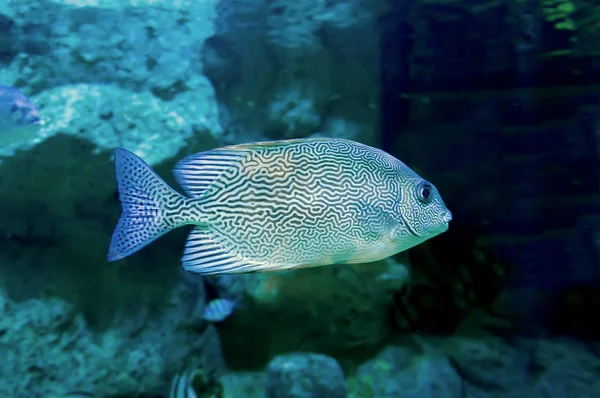 Peixe com um belo padrão labiríntico — Fotografia de Stock