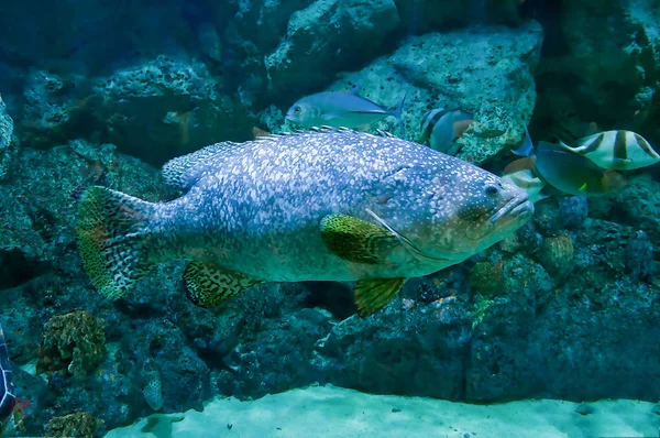 Bellezza pesce cernia gigante — Foto Stock