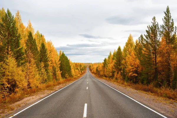 Egy színes erdő közvetlen közúti — Stock Fotó