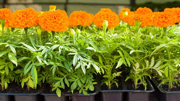 Sämlinge Von Ringelblumen Plastiktöpfen Das Bildseitenverhältnis Beträgt — Stockfoto