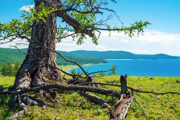 Old Larch Shore Lake Hovsgol Mongolia — Stock Photo, Image