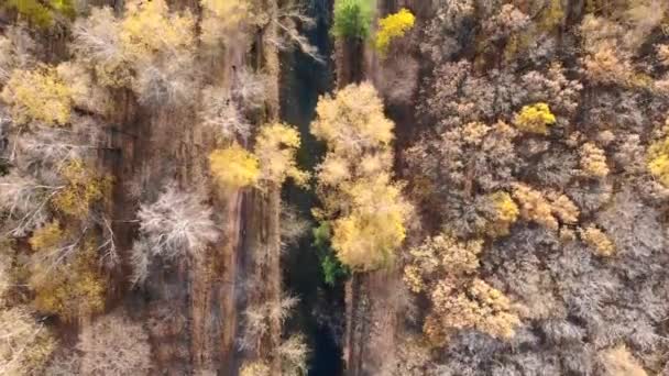 Κοιτάζοντας Κάτω Στο Φθινόπωρο Δάσος Και Ποτάμι Πτώση Μεγαλείο Drone — Αρχείο Βίντεο