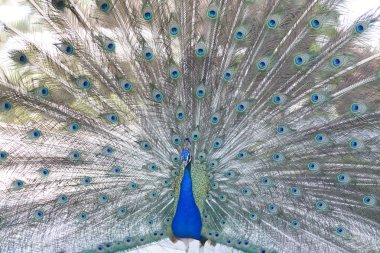 güzelliği gösterilen tavus kuşu