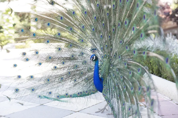 güzelliği gösterilen tavus kuşu