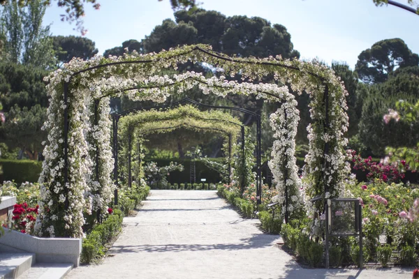 Kemerler renkli gül