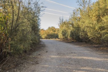 ağaçlar arasındaki yol