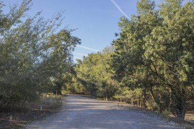ağaçlar arasındaki yol