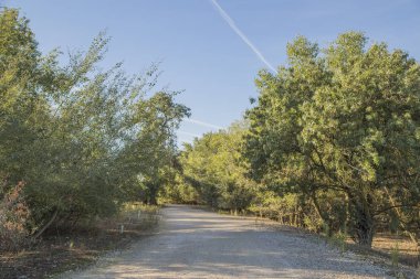 ağaçlar arasındaki yol